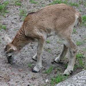 Mouflon lamb
