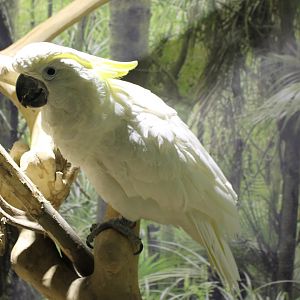 Yellow-crested cockatoo