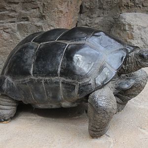 Aldabra giant tortoise-replica