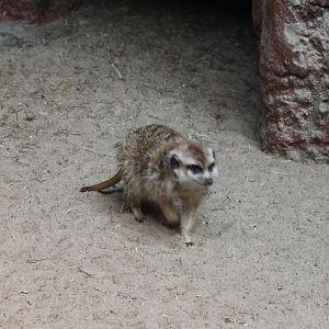 Meerkat