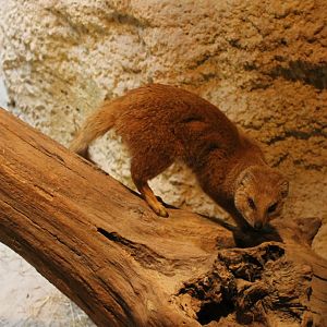 Yellow mongoose