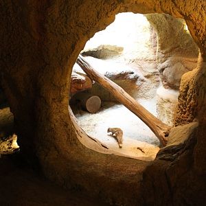 Yellow mongoose-enclosure