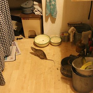There is a rat in the kitchen.....