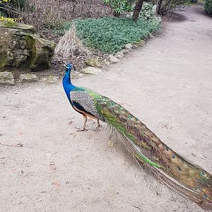 Blue peacock