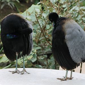 Grey-winged trumpeters