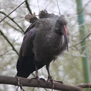 Hadada ibis