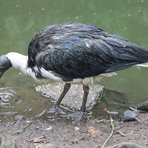 Straw-necked ibis