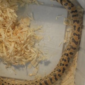 Desert sand boa - Eryx miliaris