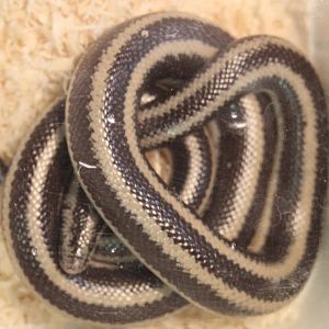 Black and white rosy boa - Lichanura t. trivirgata