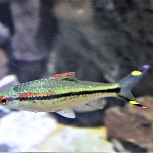 Fish ID?