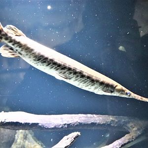 Alligator Gar?