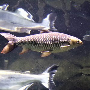 Fish ID?