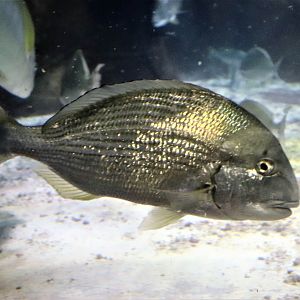 Fish ID?