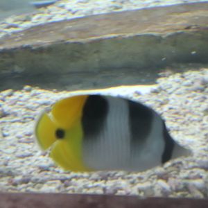 Butterflyfish ID?