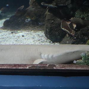 Shark ID?