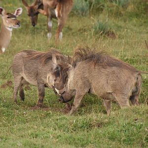 Common warthog