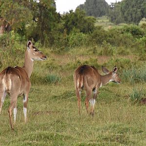 Mountain nyala