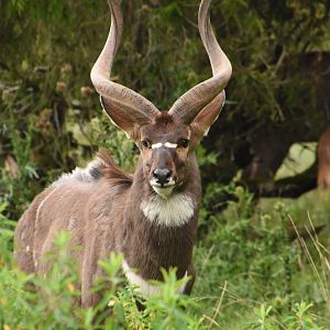 Mountain nyala