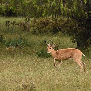 Bohor reedbuck