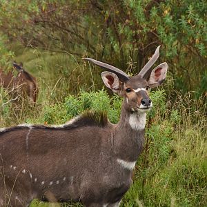 Mountain nyala