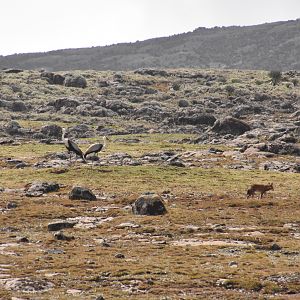 Ethiopian wolf & Wattled crane