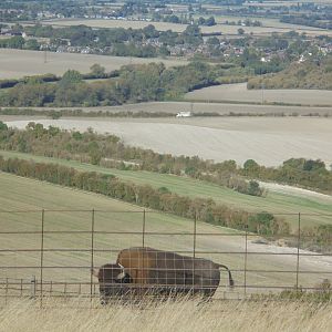 Last American Bison on Bison Hill.