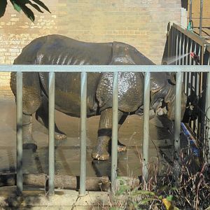 Bull rhino Hugo gets a power shower.