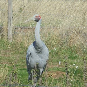 Brolga(?)
