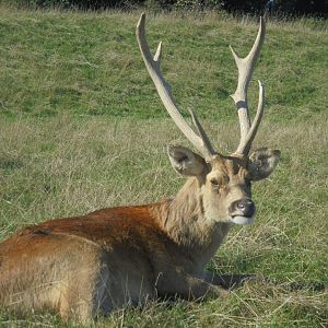 Barasingha stag.