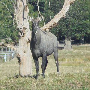 Nilgai bull.