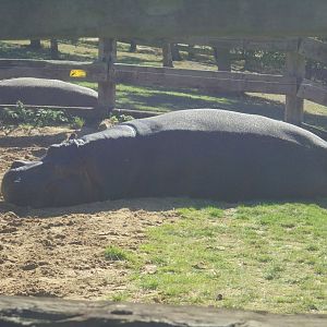 Common Hippo 'Hoover'