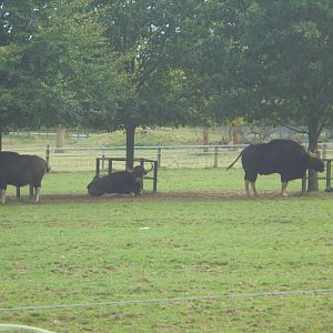 Gaur.