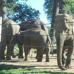 Elephant cows + calf.