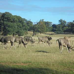 Pere David's deer in park