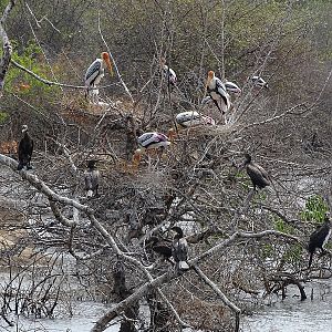 Breeding colony of painted stork (& Indian cormorant)