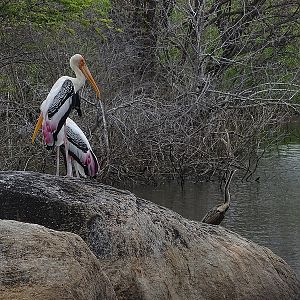 Painted storks & Indian darter