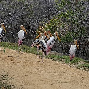Painted storks