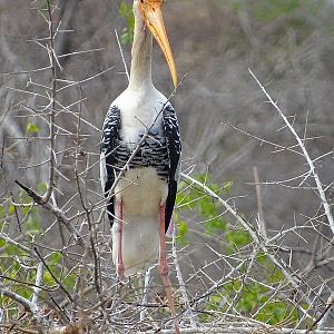 Painted stork