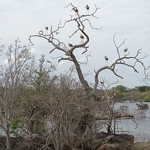 Breeding colony of painted stork