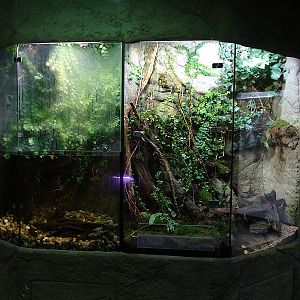 Terrarium building (Axolotl & Fire salamander)