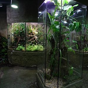 Terrarium building (Gecko & Poison dart frogs)
