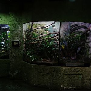 Terrarium building (Tree frogs)