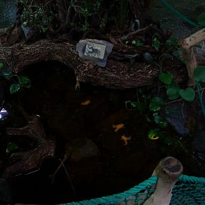 Terrarium building; Pond with African clawed frogs