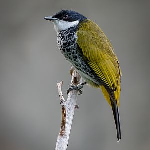 Scaly-Breasted Bulbul - 26/09/2018