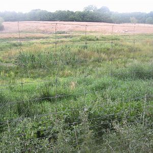Ree Park - Moose exhibit