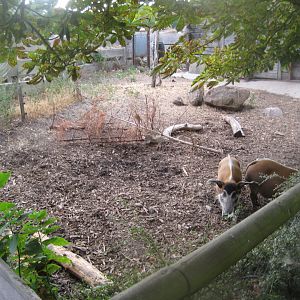 Ree Park - Red river hog exhibit