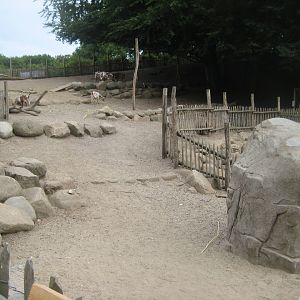 Ree Park - Goat exhibit