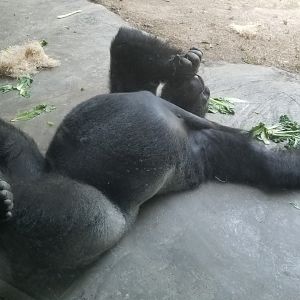 Gorilla biting at a scab