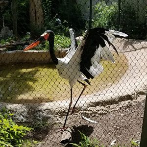 Saddle billed stork