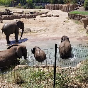 Elephants playing in water
